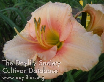 Daylily Guinea